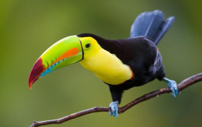 6 Lugares Donde Puedes Ver Animales Exoticos 6