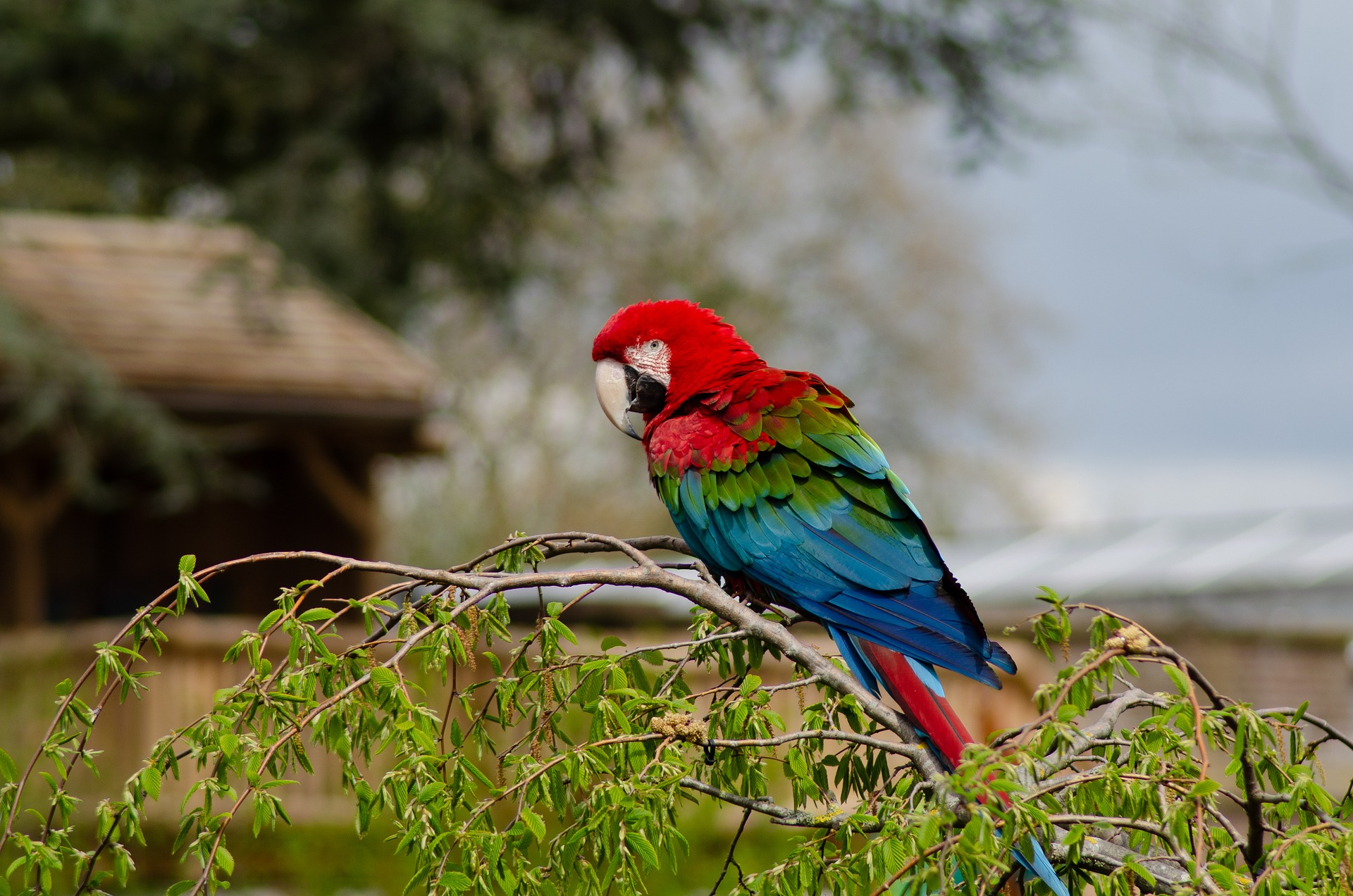 Bird 8165143 1920 Bird 8165143 1920