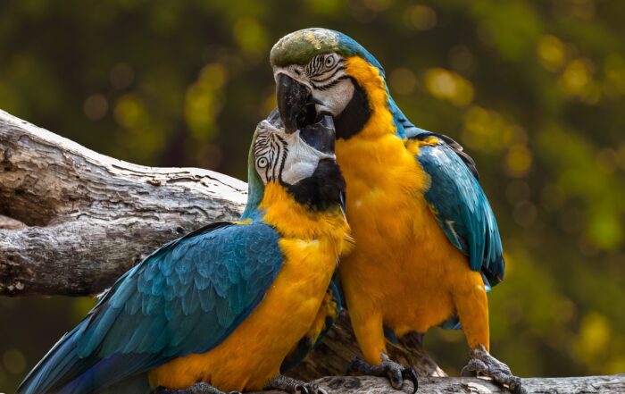 Parrots 3427188 1920